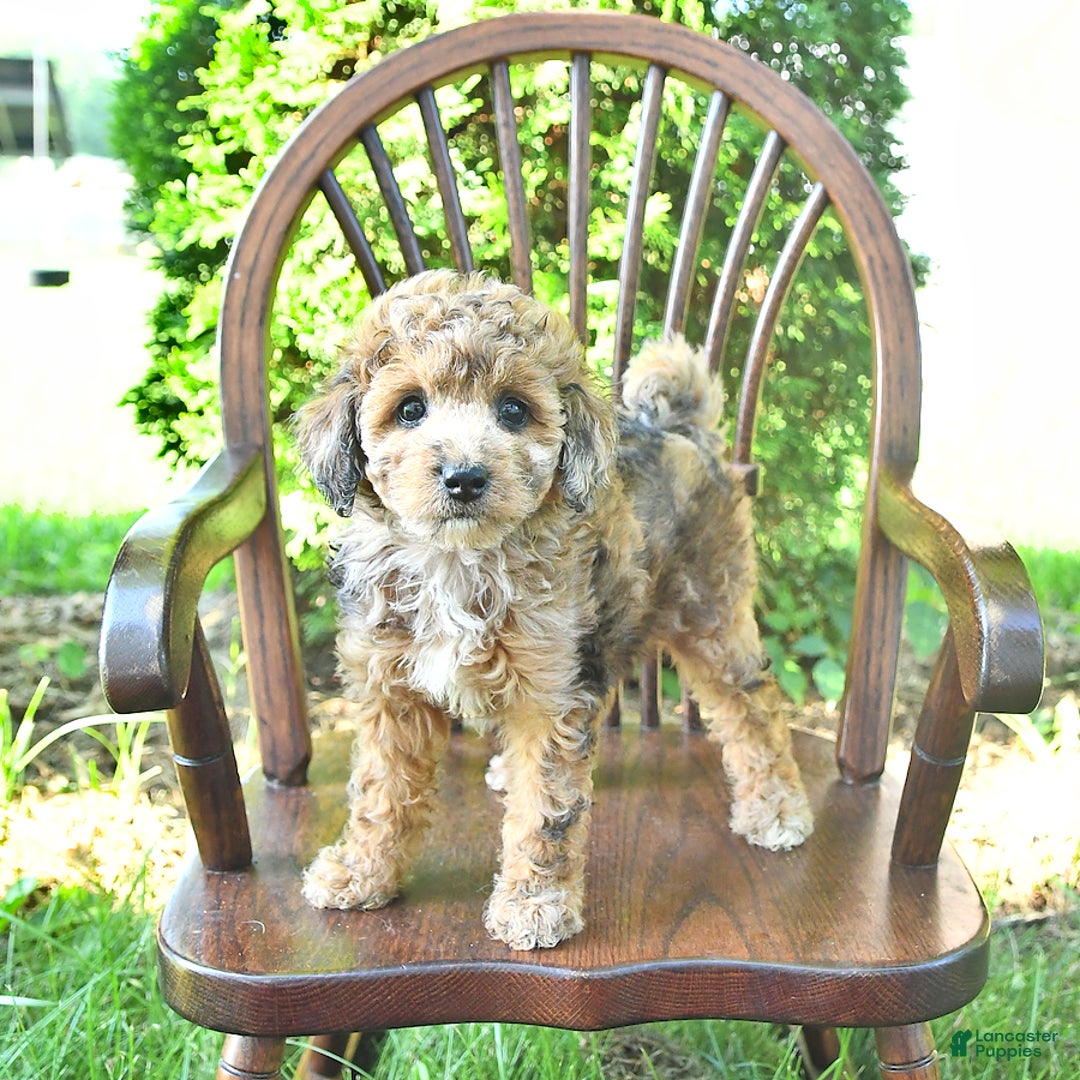 Mini Goldendoodle dogs for sale: Macy - Image 1