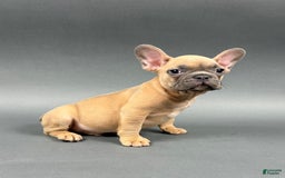 French Bulldog dogs for sale: MILES - Image 5