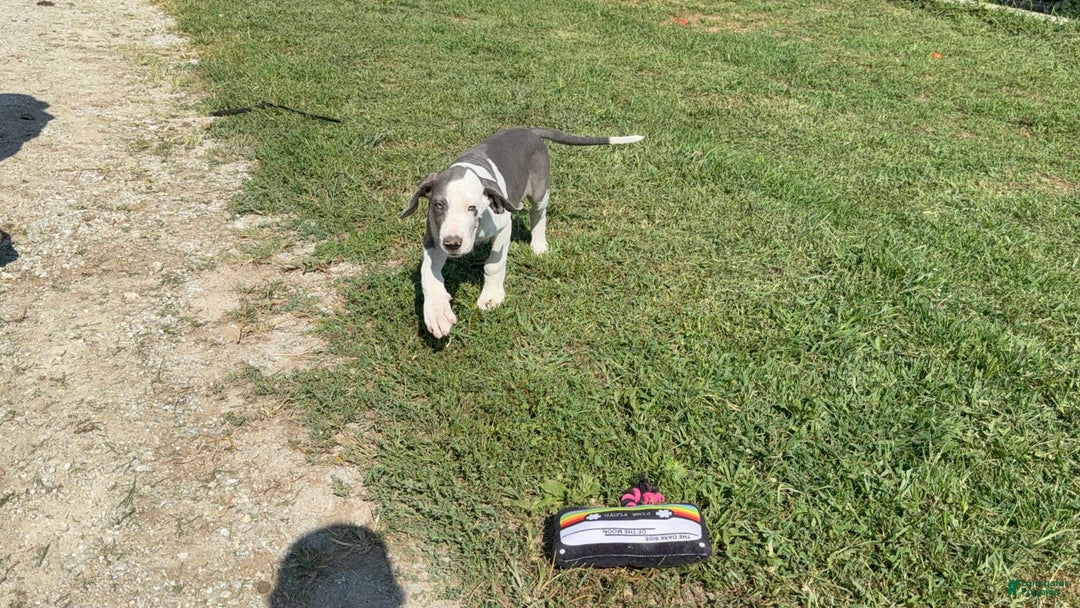 Great Dane dogs for sale: Great Dane 4 puppies - Image 10