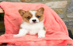 Welsh Corgi Pembroke dogs for sale: Valor Akc - Image 3