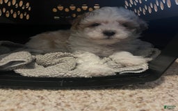 Miniature Poodle dogs for sale: Sonic - Image 14
