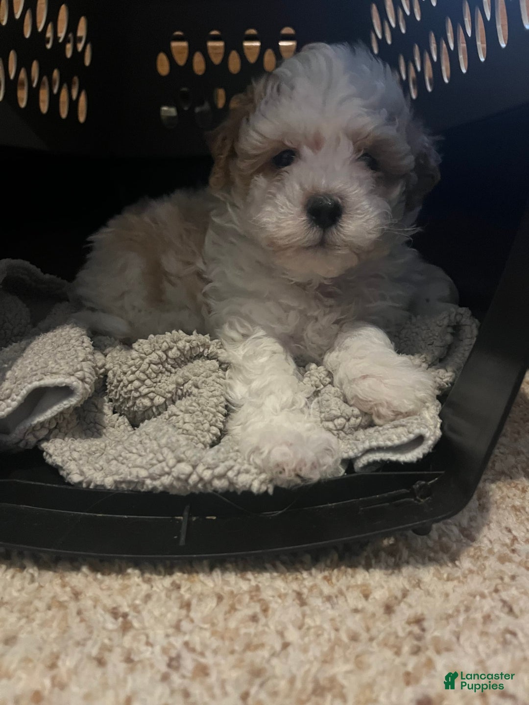 Miniature Poodle dogs for sale: Sonic - Image 14