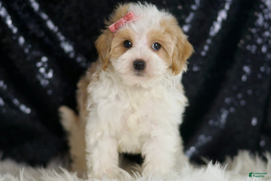 Maltipoo dogs for sale: Aurora - Image 3