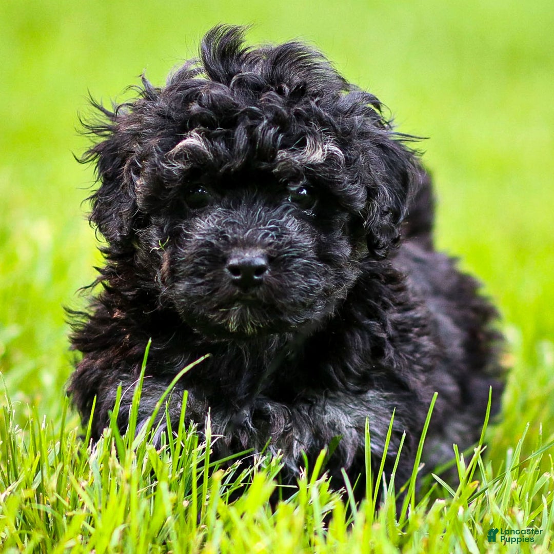 Miniature Poodle dogs for sale: Remi - Image 1