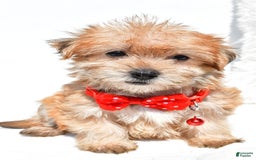 Morkie dogs for sale: Ritz Teacup - Image 2