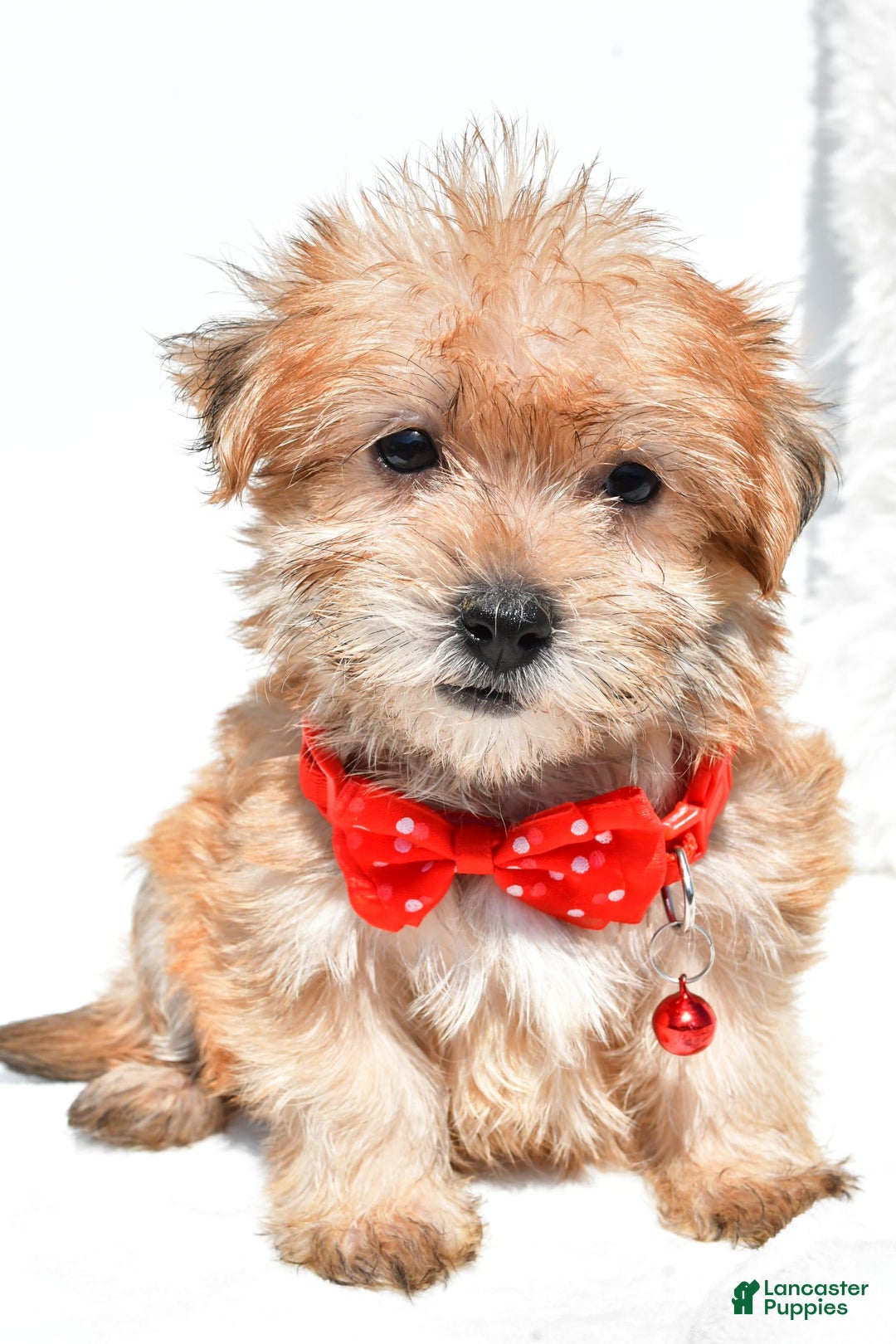 Morkie dogs for sale: Ritz Teacup - Image 2