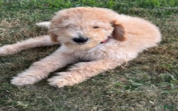 Standard Poodle dogs for sale: Dudong - Image 4