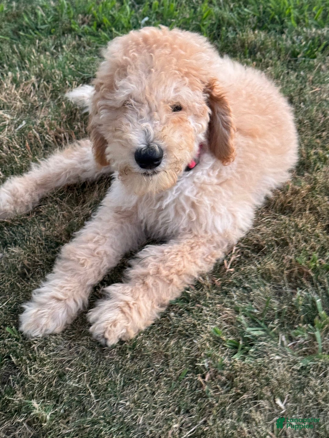 Standard Poodle dogs for sale: Dudong - Image 4