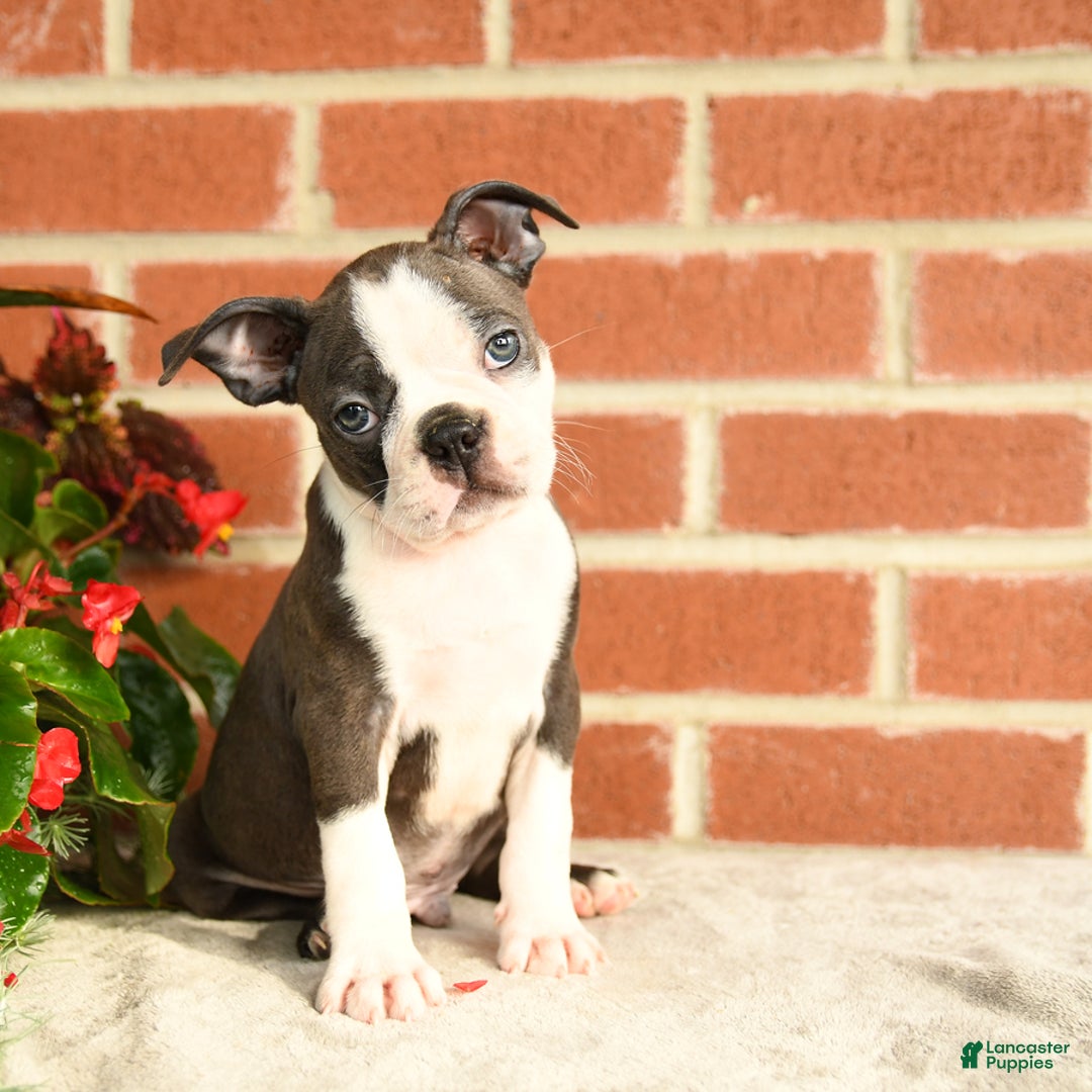Boston Terrier dogs for sale: Archie - Image 1