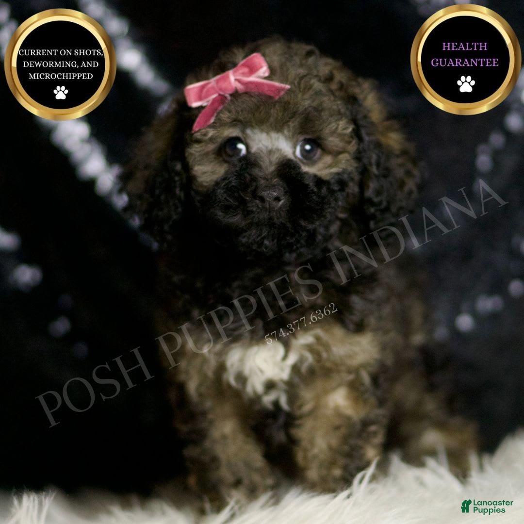 Miniature Poodle dogs for sale: Jamie - Image 1