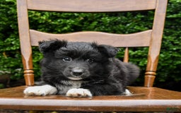 Border Collie dogs for sale: Paris - Image 5