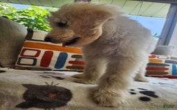 Goldendoodle dogs for sale: Bagel - Image 2