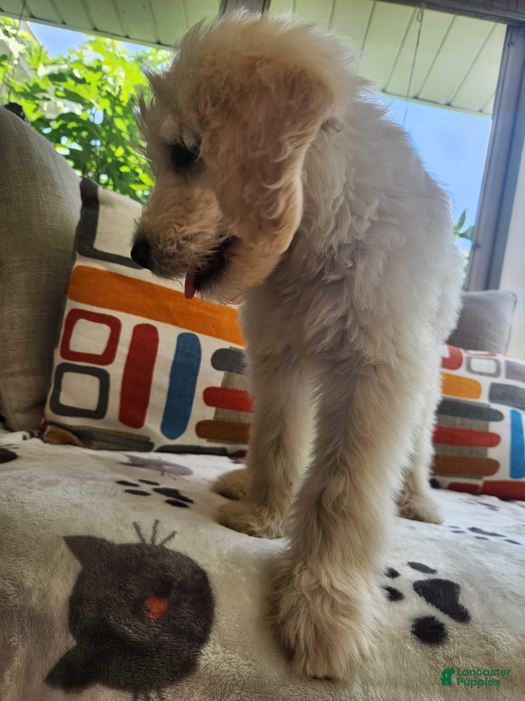 Goldendoodle dogs for sale: Bagel - Image 2