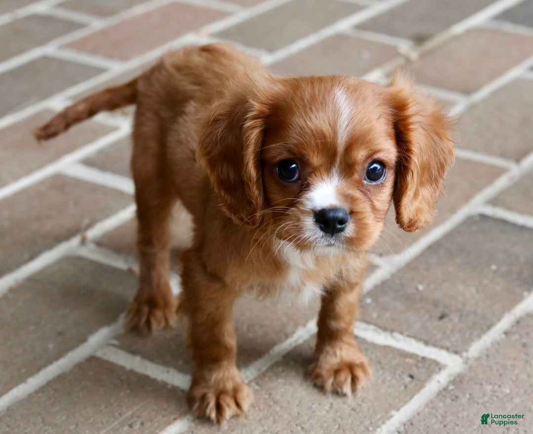 Cavalier King Charles Spaniel dogs for sale: Louie - Image 25