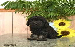 Havapoo dogs for sale: Alex - Image 1