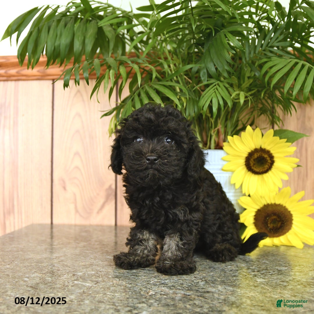 Havapoo dogs for sale: Alex - Image 1