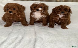 Toy Poodle dogs for sale: Dream - Image 7