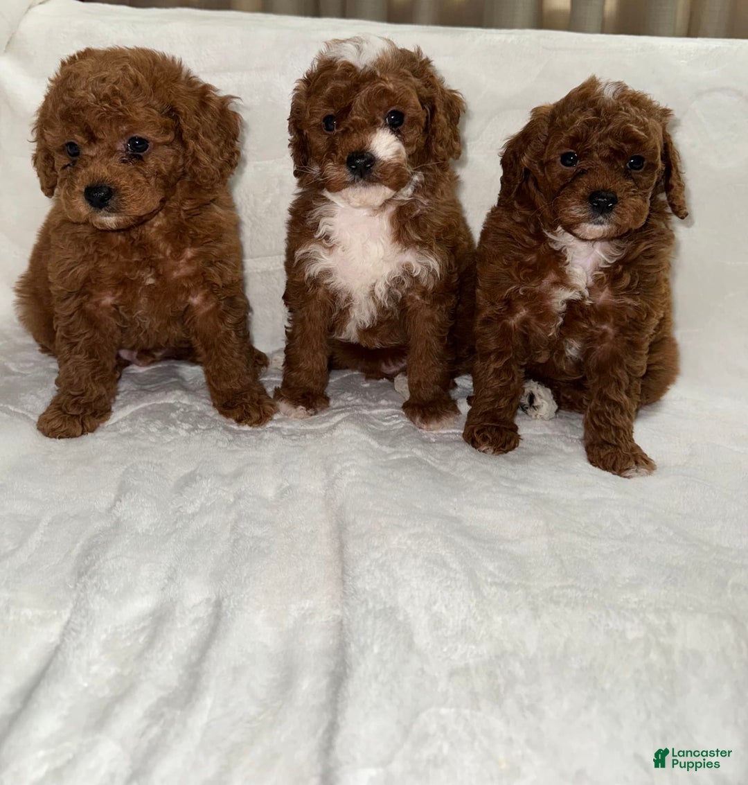 Toy Poodle dogs for sale: Dream - Image 7