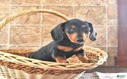 Miniature Dachshund dogs for sale: Sheba - Image 4