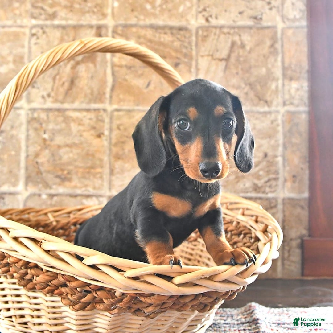 Miniature Dachshund dogs for sale: Sheba - Image 4