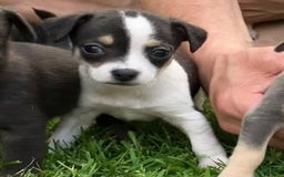 Chihuahua dogs for sale: Mikey - Image 3
