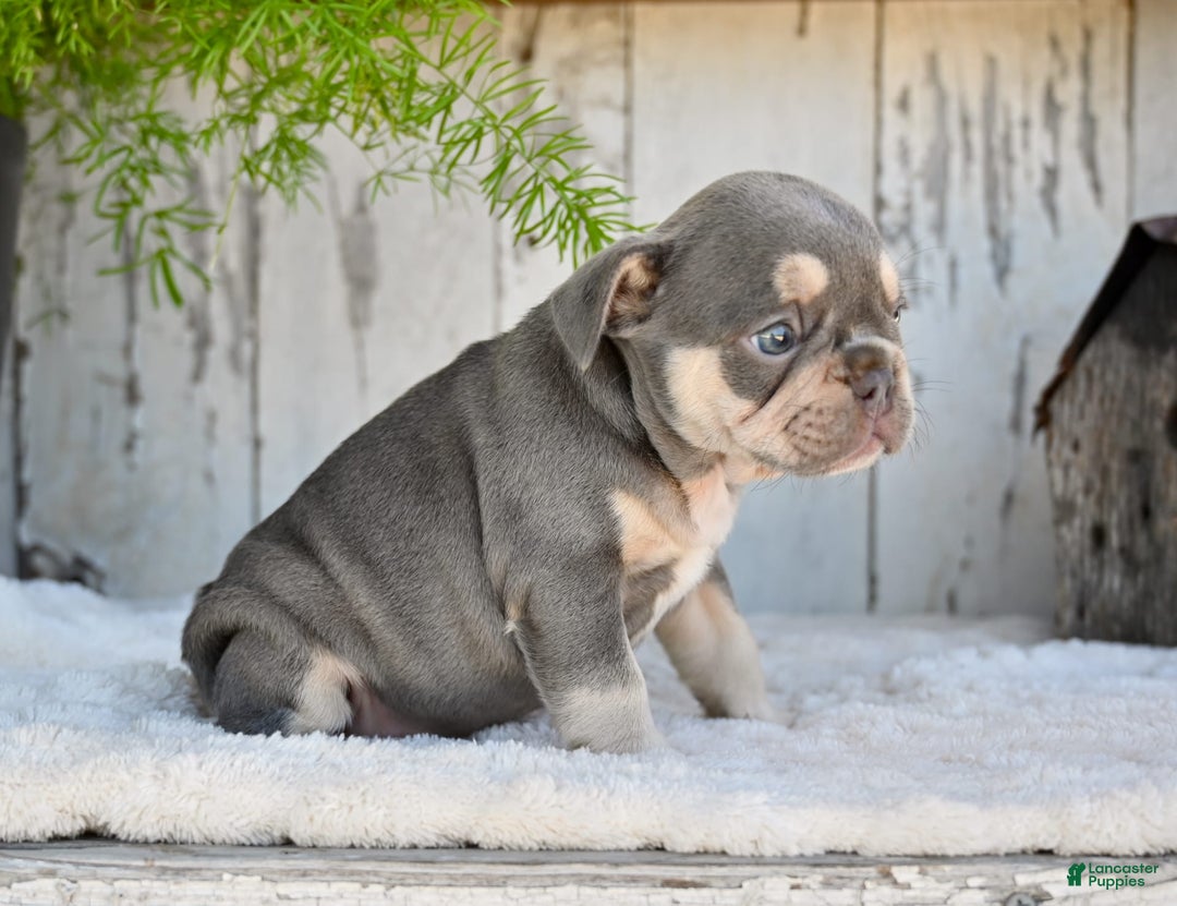 French Bulldog dogs for sale: Sophie - Image 5