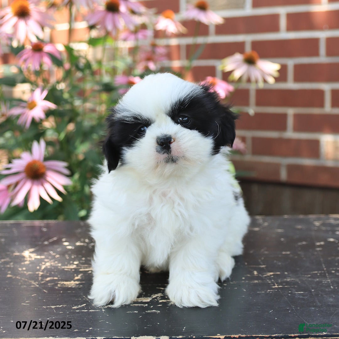 Shih Tzu dogs for sale: Drew - Image 1