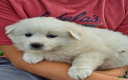 American Eskimo dogs for sale: Layla - Image 2