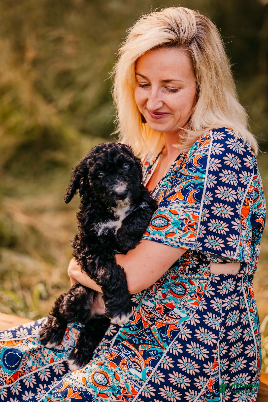Aussiedoodle dogs for sale: Snape - Listing for pets: Snape, Granger - Image 4