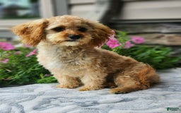 Cavapoo dogs for sale: Joey - Image 3