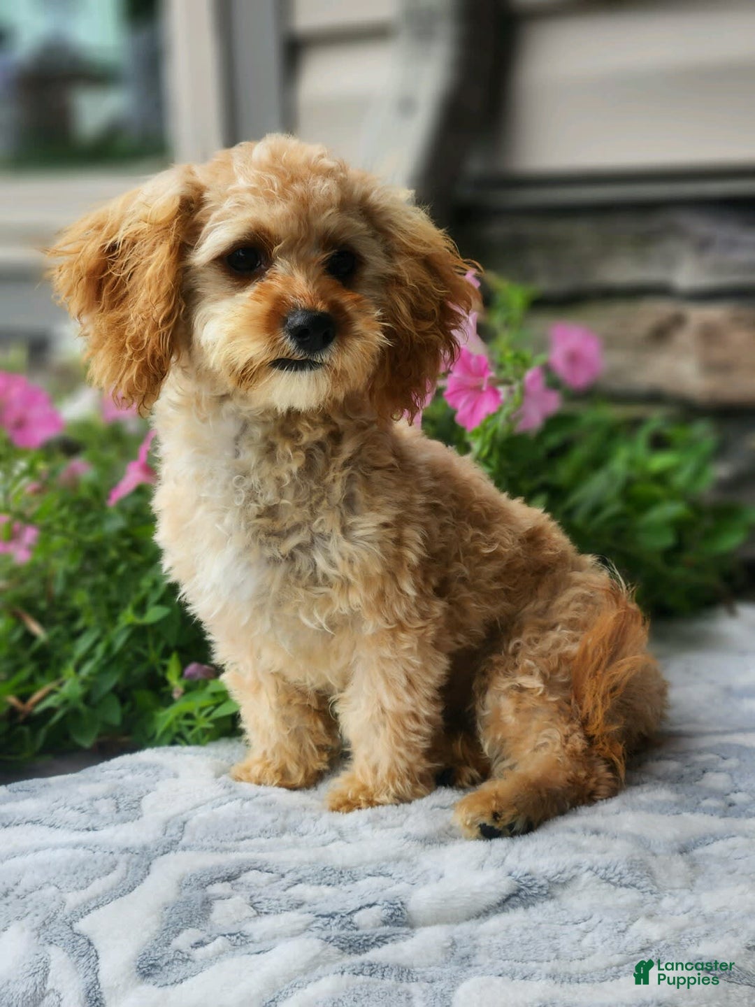 Cavapoo dogs for sale: Joey - Image 3