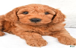Mini Goldendoodle dogs for sale: Teddy - Image 8