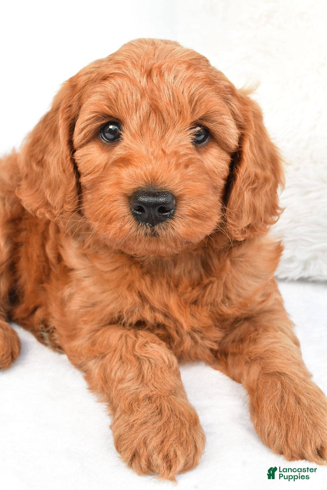 Mini Goldendoodle dogs for sale: Teddy - Image 8