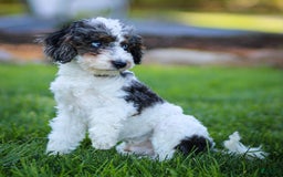 Cavapoo dogs for sale: Timon - Image 6
