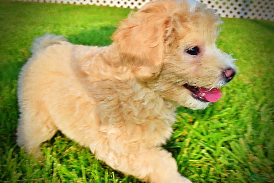 Havapoo dogs for sale: Wags - Image 6