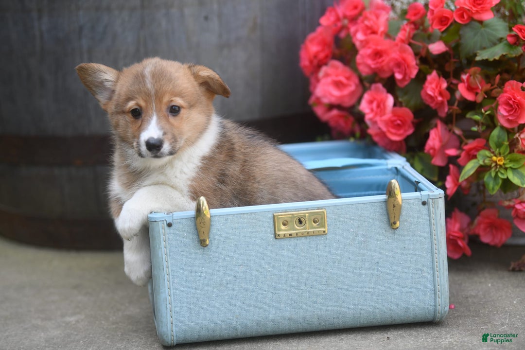 Welsh Corgi Pembroke dogs for sale: Anna - Image 3