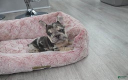 French Bulldog dogs for sale: Bentley - Image 1