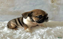 English Bulldog dogs for sale: Bomba - Image 4