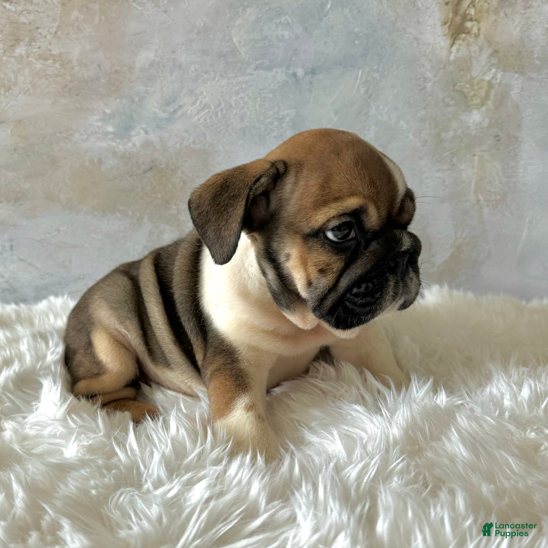 English Bulldog dogs for sale: Bomba - Image 4