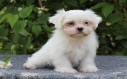 Shihpoo dogs for sale: Diamond - Image 1