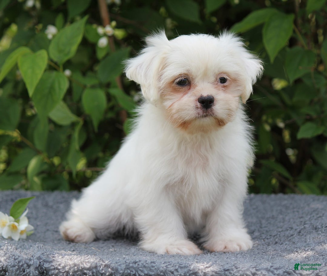 Shihpoo dogs for sale: Diamond - Image 1