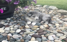 English Shepherd dogs for sale: Tonya - Image 1