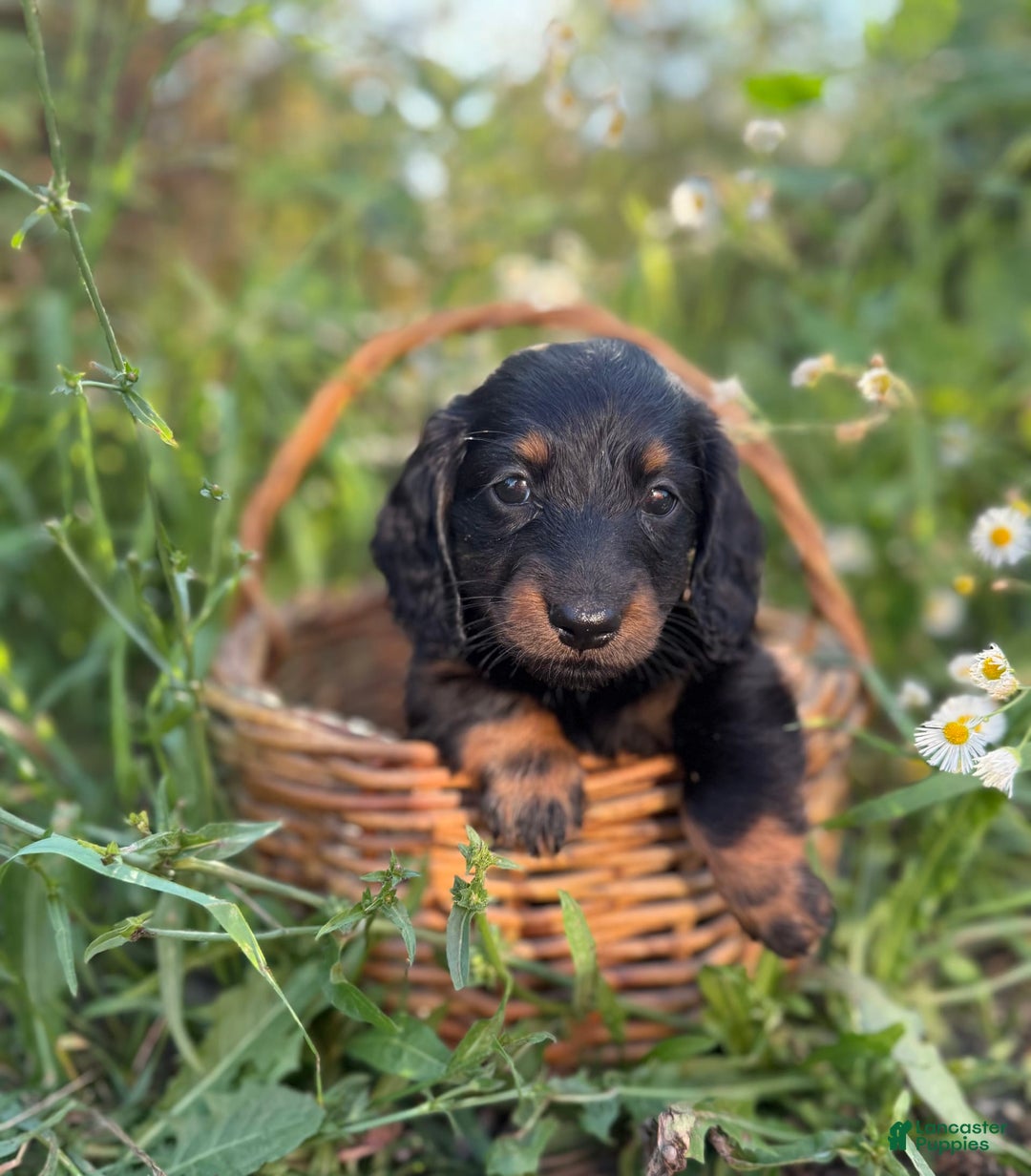 Miniature Dachshund dogs for sale: Davy - Image 1