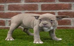 Frenchton dogs for sale: Scarlett - Image 9
