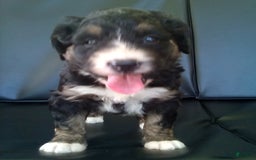 Bernedoodle dogs for sale: Becca - Image 1