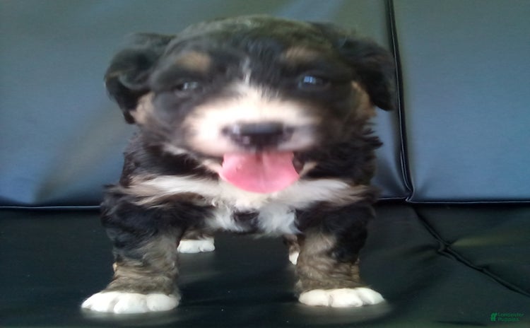 Bernedoodle dogs for sale - Ad 1