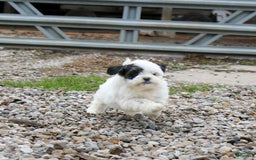 Shihpoo dogs for sale: Benny - Image 14