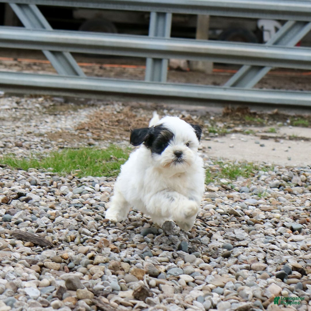 Shihpoo dogs for sale: Benny - Image 14