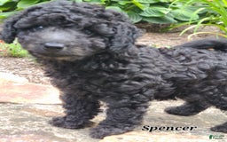 Bichpoo dogs for sale: Spencer - Image 6