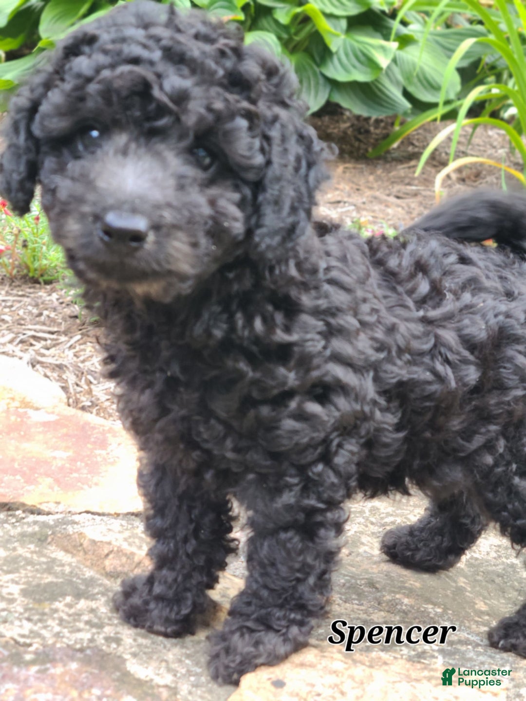 Bichpoo dogs for sale: Spencer - Image 6